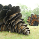 Illustration for article titled Can you guess whats strange about these pine cones?